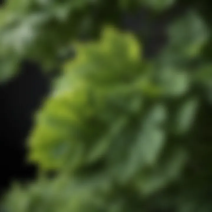 Close-up of Limelight Hydrangea leaves displaying lush greenery