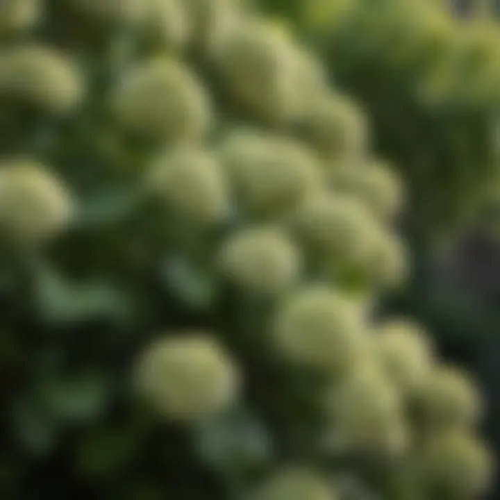 Variety of Limelight Hydrangea plants in different stages of growth