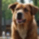 Cost breakdown of dog rabies vaccination