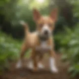 A Basenji puppy playing in a lush green garden, showcasing its energetic nature.