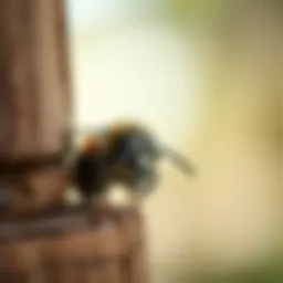 Close-up view of a carpenter bee on wood