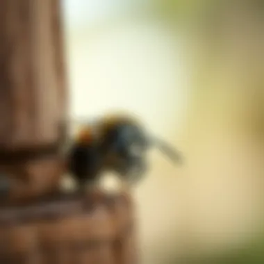 Carpenter Bee Examining Wooden Surface Close-up view of a carpenter bee on wood