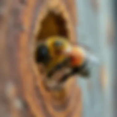 Understanding Carpenter Bee Nesting Habits Illustration of carpenter bee nesting behavior