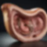 Anatomy of a dog's digestive system