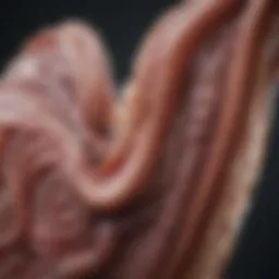 Close-up of a dog's gastrointestinal tract highlighting digestive issues