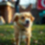 Understanding Enzymatic Cleaners for Dog Waste Management Introduction