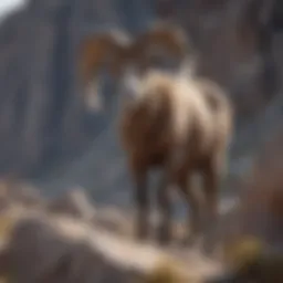 Majestic bighorn sheep standing atop a rocky cliff