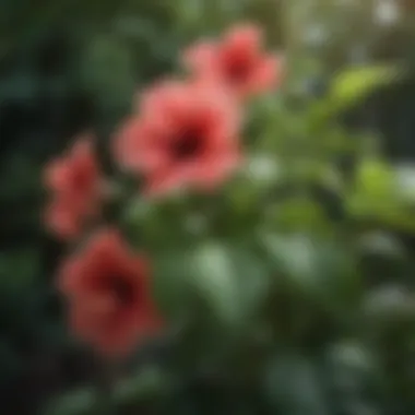 Vibrant blooms of hardy hibiscus with lush green foliage.