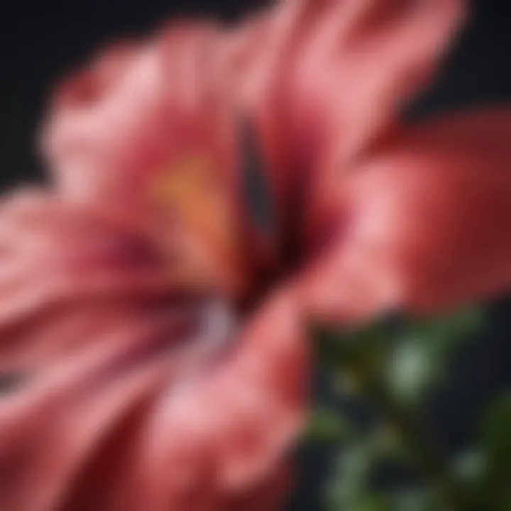 A close-up of a hardy hibiscus flower showcasing its intricate petal structure.