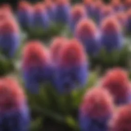 A vibrant cluster of blooming hyacinths showcasing various colors