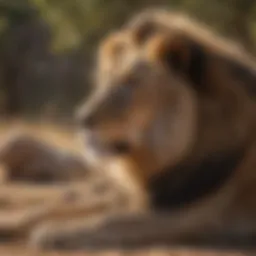 Majestic lion resting in the savannah