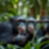 A male chimpanzee displaying social interactions with peers in the jungle