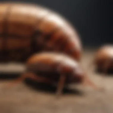 Diverse types of roaches found in homes