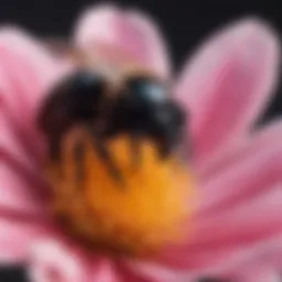 Close-up of a black bee on a flower