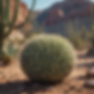 Ecological impact of outdoor cacti on local habitats
