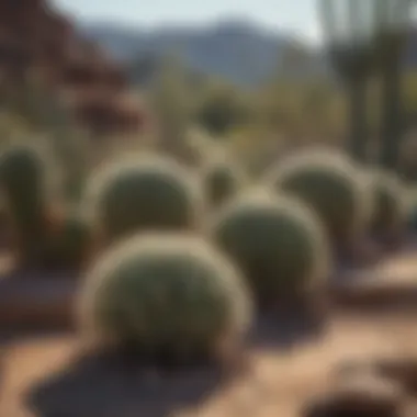 Landscaped garden featuring outdoor cacti arrangements
