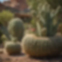 Diverse varieties of outdoor cacti in a garden setting