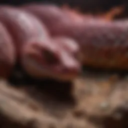 An intricate close-up of a pit viper's distinctive heat-sensing pit organ