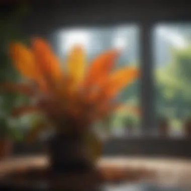 Healthy Croton in Its Ideal Environment Croton plant thriving in a well-maintained environment
