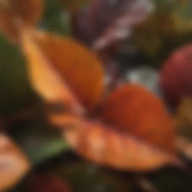 Diverse Coloration in Crotons Vibrant croton leaves showcasing diverse colors and patterns