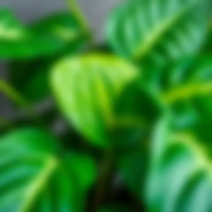 Lush Green Pothos Leaves Close-up of pothos leaves showcasing their lush green color
