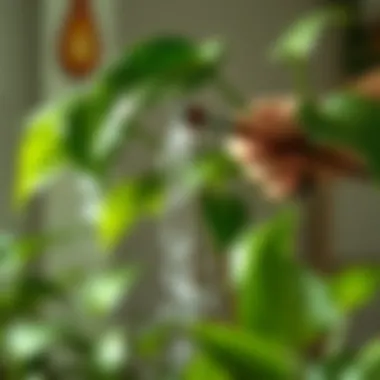 Proper Watering Technique for Pothos Watering a pothos plant with attention to proper technique