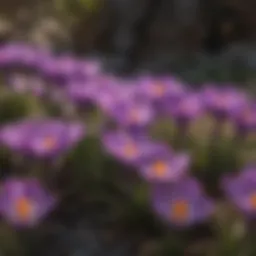 Close-up of vibrant purple crocus flowers in bloom.