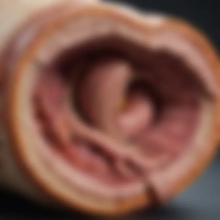 Illustration showing the anatomy of a dog's digestive system