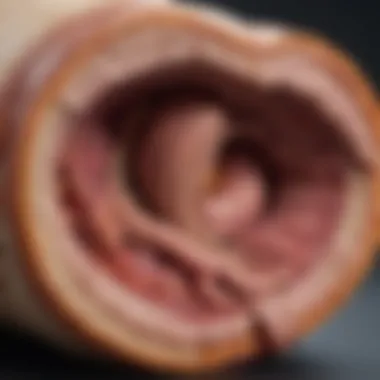 Dog's Digestive System Anatomy Illustration showing the anatomy of a dog's digestive system