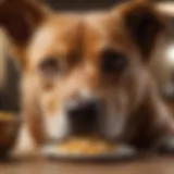 A healthy dog enjoying a balanced meal with taurine-rich ingredients