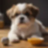 Nutritional chart for Shih Tzu puppies