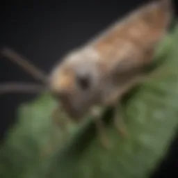 A close-up view of a small moth resting on a leaf