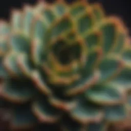 Close-up of a thriving succulent plant displaying vibrant colors