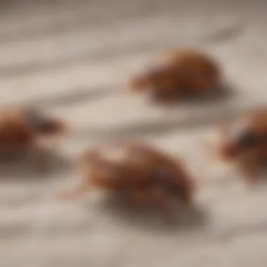 Life Stages of Bed Bugs Illustration showing the life stages of bed bugs