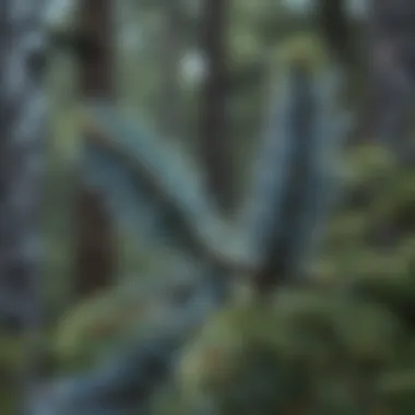 Natural habitat of blue spruce in a forest setting