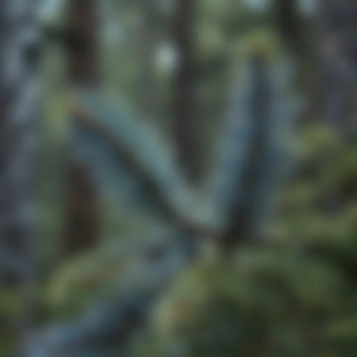 Natural habitat of blue spruce in a forest setting