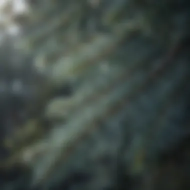 Distinctive Characteristics of Blue Spruce Blue spruce tree showcasing its distinctive needle leaves and conical shape