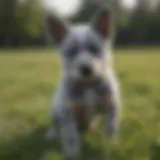 A Blue Heeler puppy playing in a grassy field