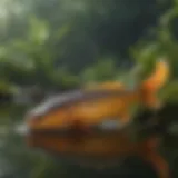 Diverse food sources for pond fish
