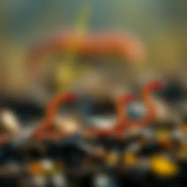 Lifecycle Stages of Wireworms Lifecycle of wireworms illustrated