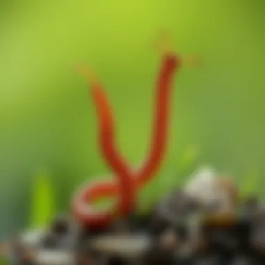 Effective Management Strategies for Wireworms Management strategies for wireworms