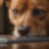 Close-up of a microchip being inserted into a dog