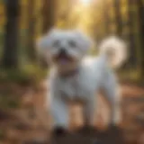 Maltese dog enjoying outdoor playtime