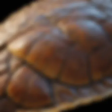 A close-up of a sea turtle's shell, showcasing its intricate patterns.