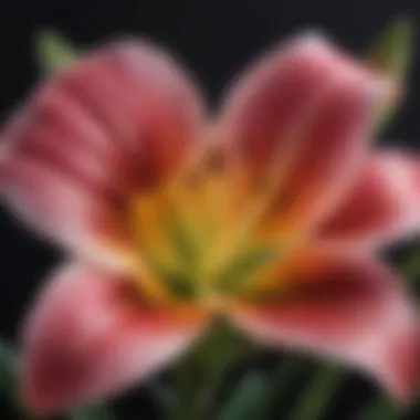 Vibrant Live Lily Flower Close-Up A close-up view of a vibrant live lily flower showcasing its intricate petal structure and colors.