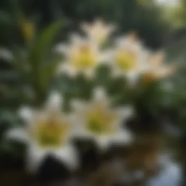 Live Lilies in a Natural Garden Setting A serene garden scene featuring live lilies flourishing in their natural habitat under optimal growth conditions.