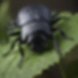 Close-up of a black beetle bug on a leaf