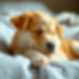 Understanding the Sleep Needs of an Eight-Week-Old Puppy Introduction