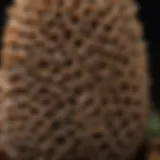 Detailed view of a Morchella esculenta showcasing its honeycomb texture