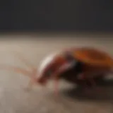 American cockroach on a surface